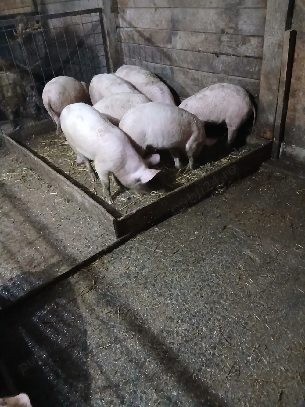 Vând soldani rasă de carne