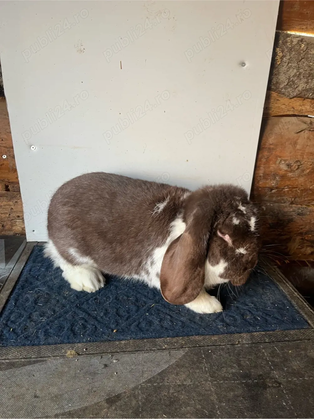 iepuri berbec german havana-mantulat