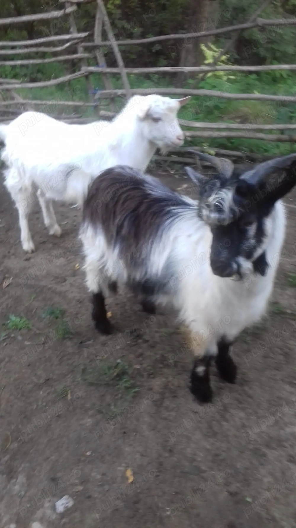 Țapi de vânzare - Vârstă: 8 luni - Greutate: 38 kg - 370 lei bucata - Detalii la telefon 