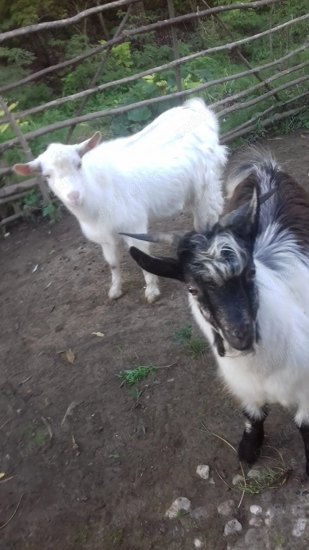 Țapi de vânzare - Vârstă: 8 luni - Greutate: 38 kg - 380 lei bucata