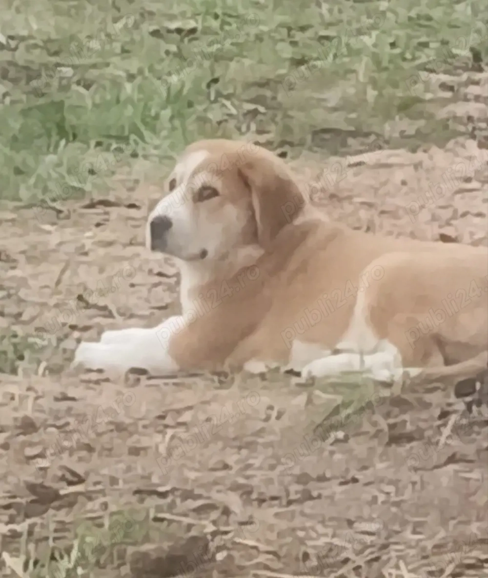 Ciobanesc asia centrala 