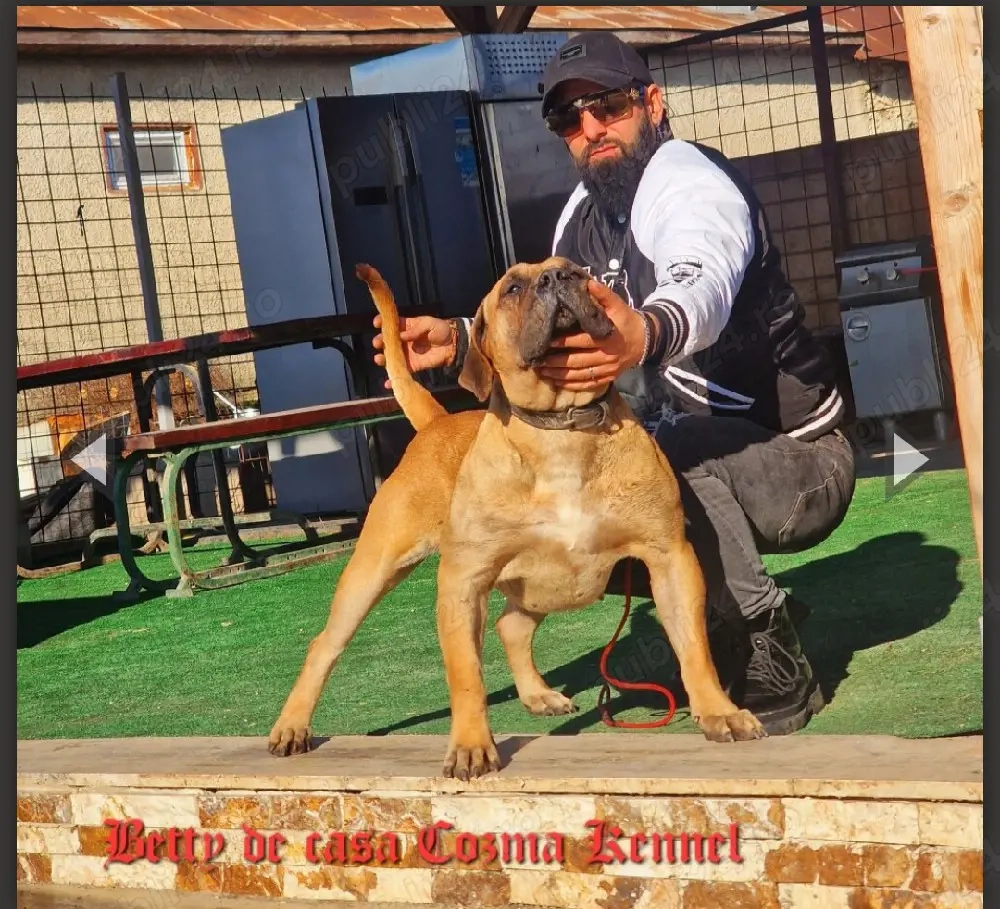Femelă Presa Canario   3 ani   Pedigree   Fiică directă din Doctor Bul