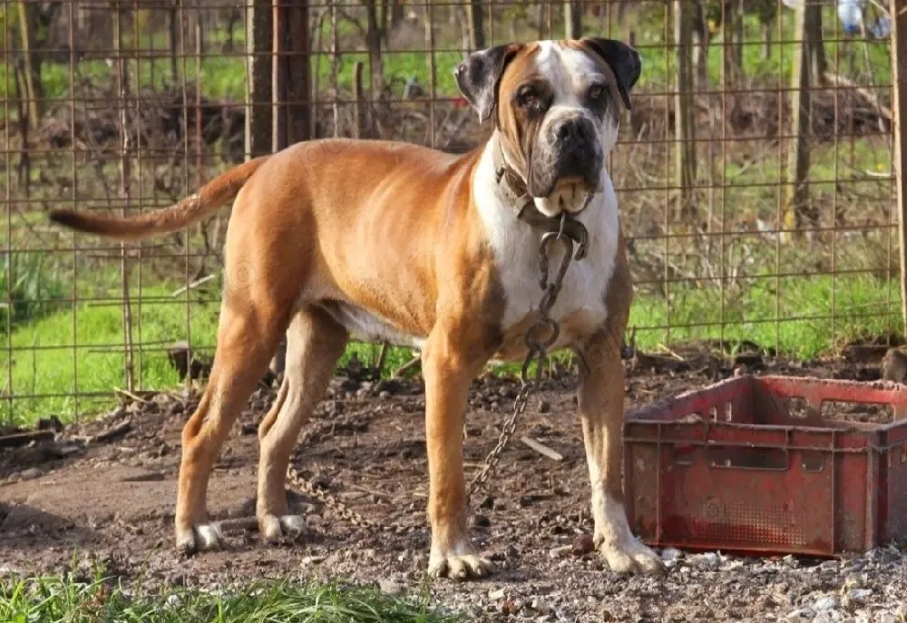 Jack   Mascul Presa Canario  1.4 ani