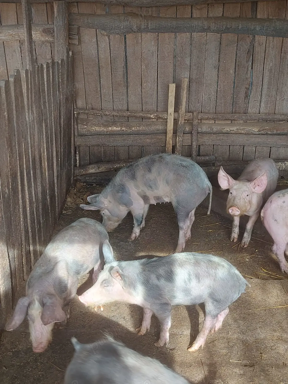 Purcei de vanzare- marele alb cu pietran, mari si mici.