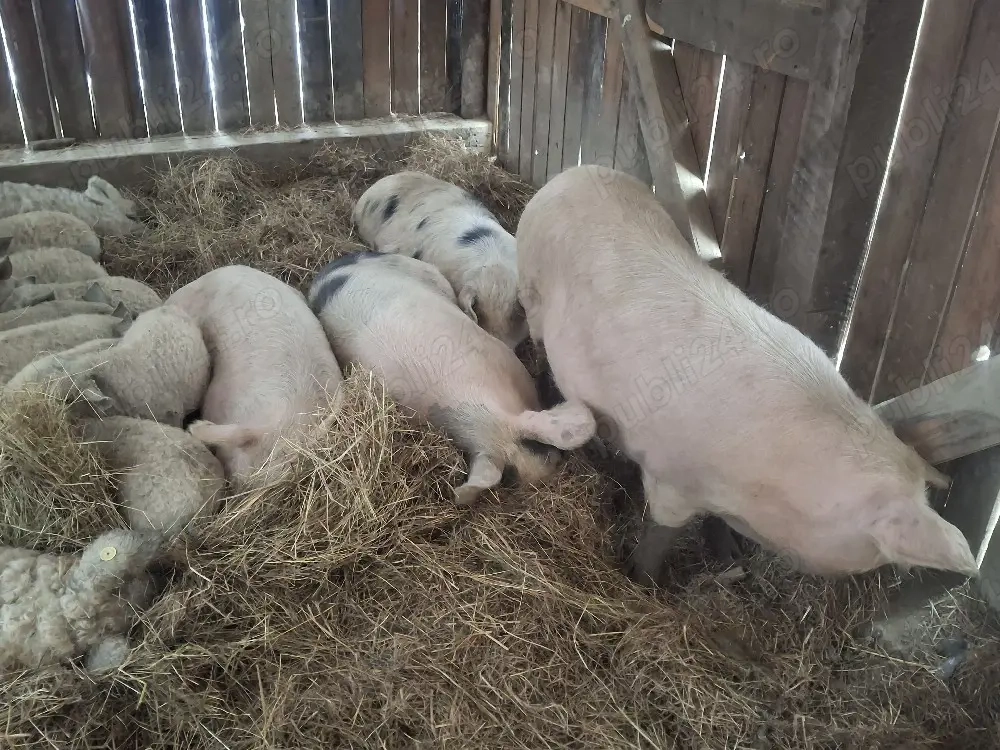 scroafe gestante de vanzare