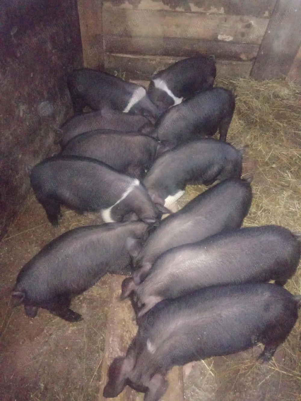 Vând purceii de 7 săptămâni 