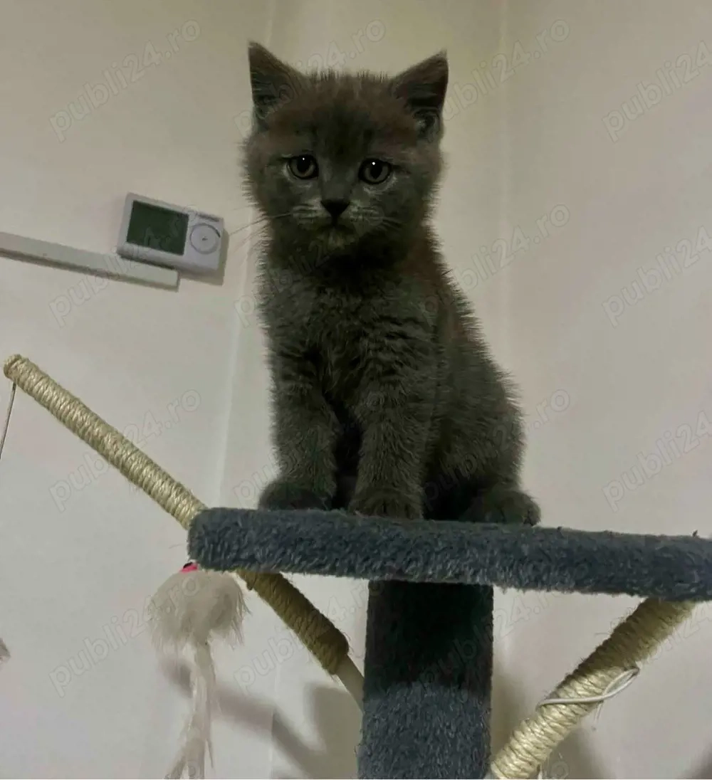 BSH baiat cauta casă