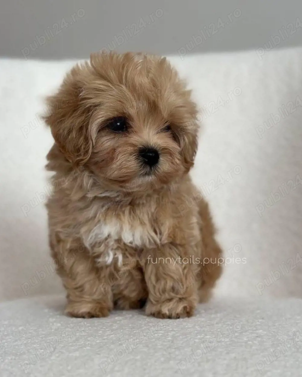 băiețel si fetită maltipoo 