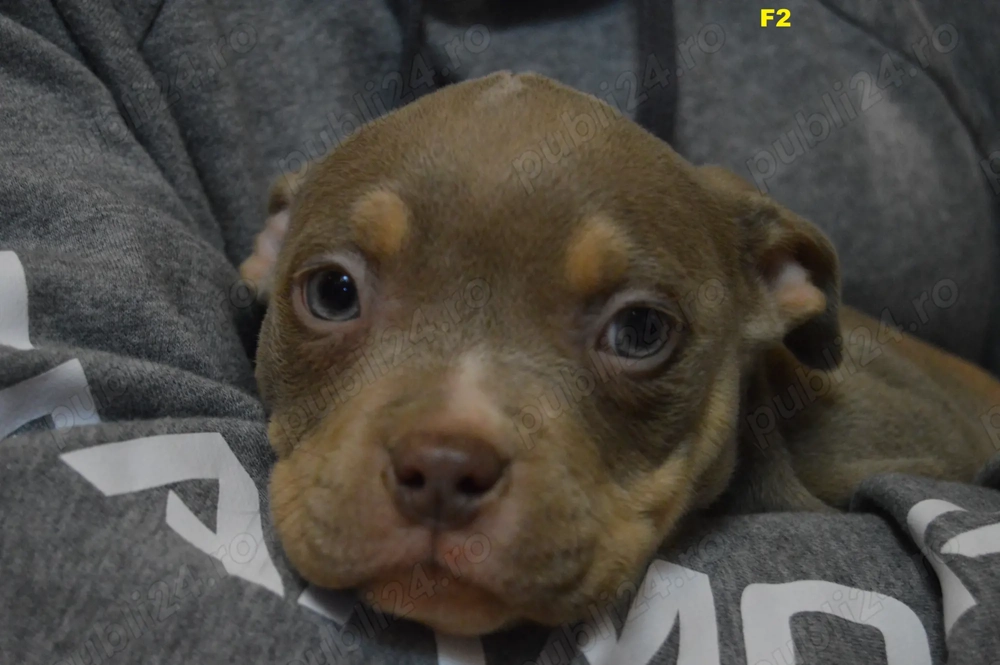 Femela American Bully Pocket ABKC 