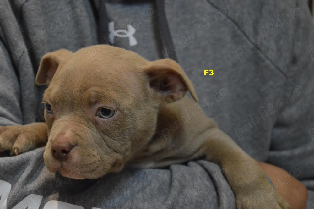 Femela American Bully Pocket ABKC 