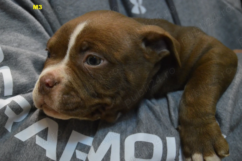 Mascul American Bully Pocket ABKC 