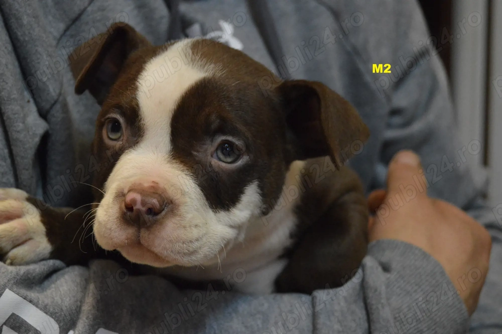 Mascul American Bully Pocket ABKC 