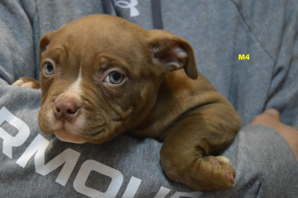 Mascul American Bully Pocket ABKC 