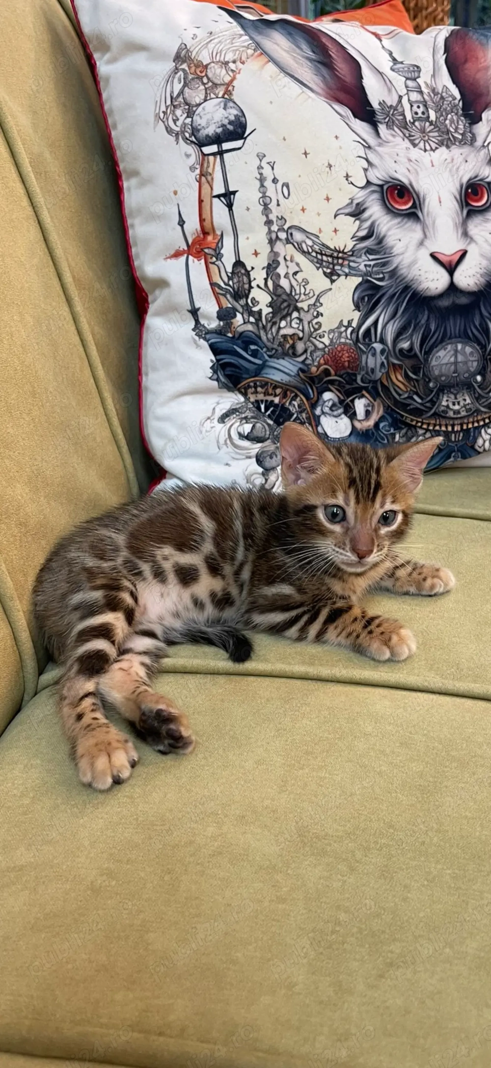 Vând Pui Pisică Bengal 