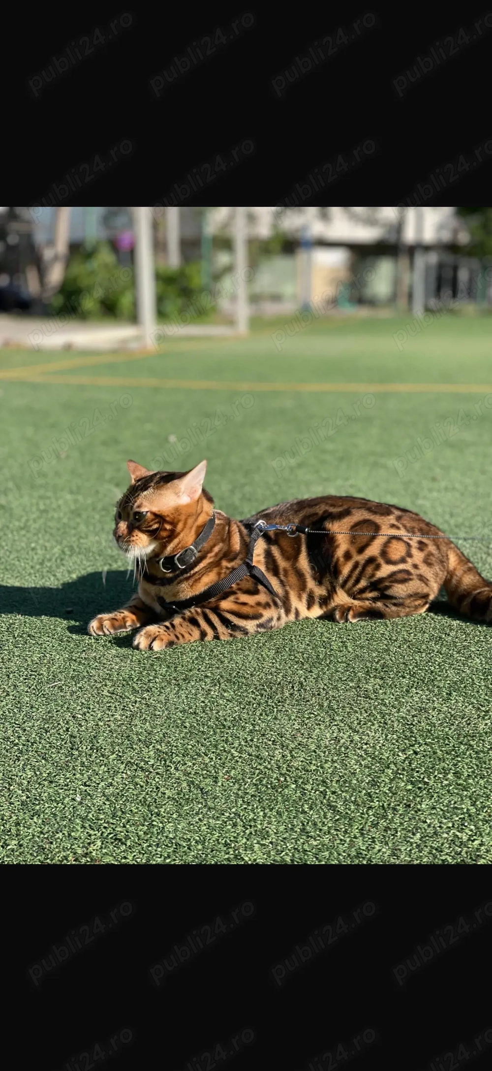 Bengal cat 