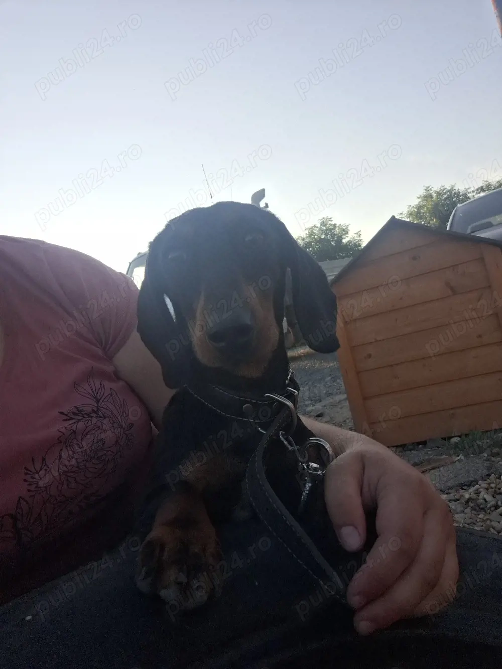 vand catelusa de tekel rasa curata 