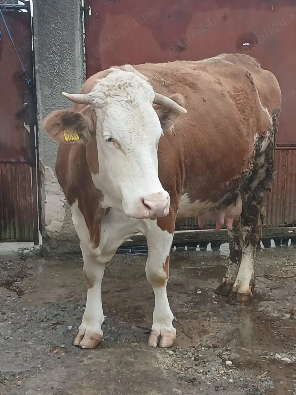 Vând vaca baltata