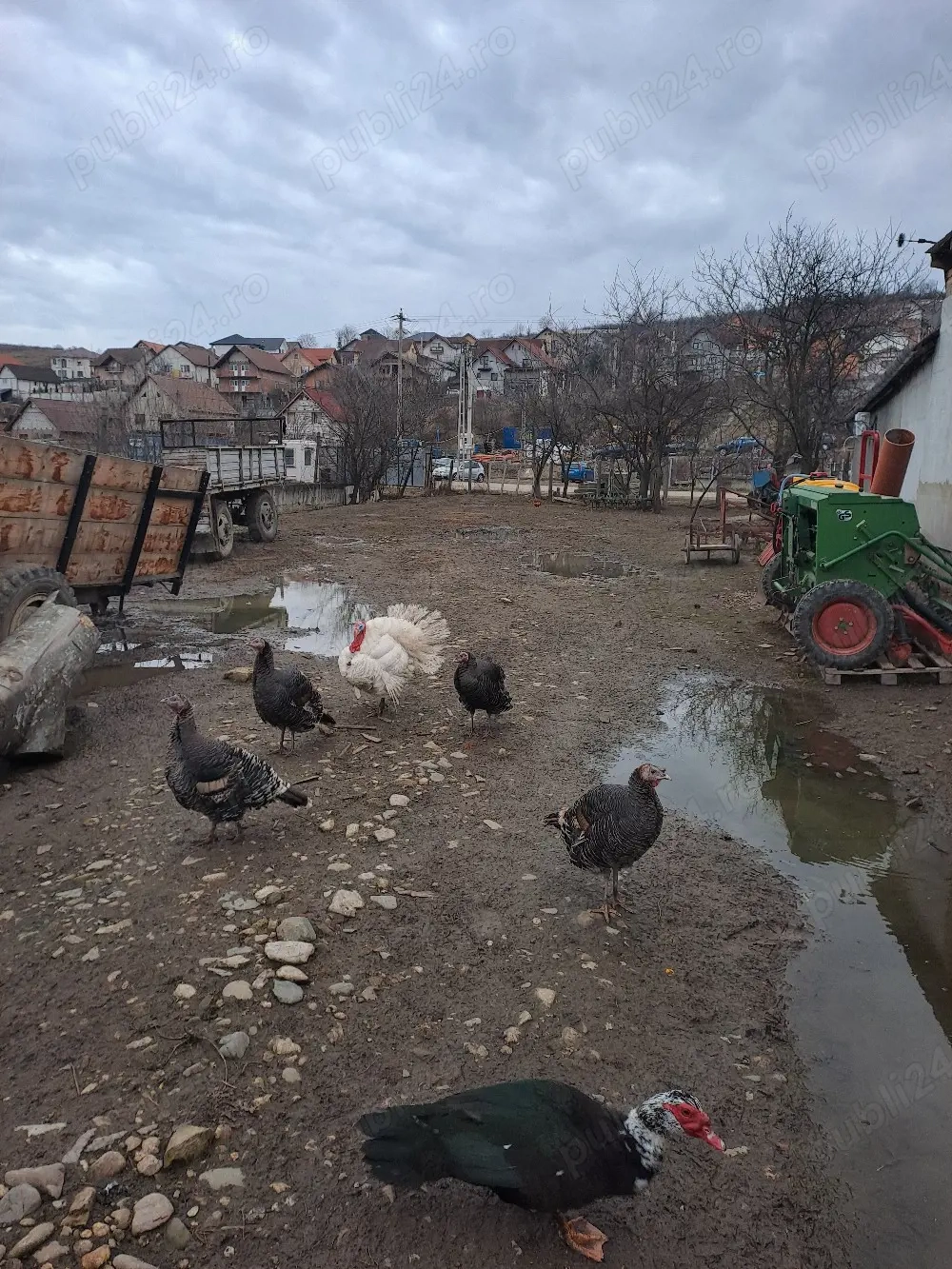 Vând curci si curcan 