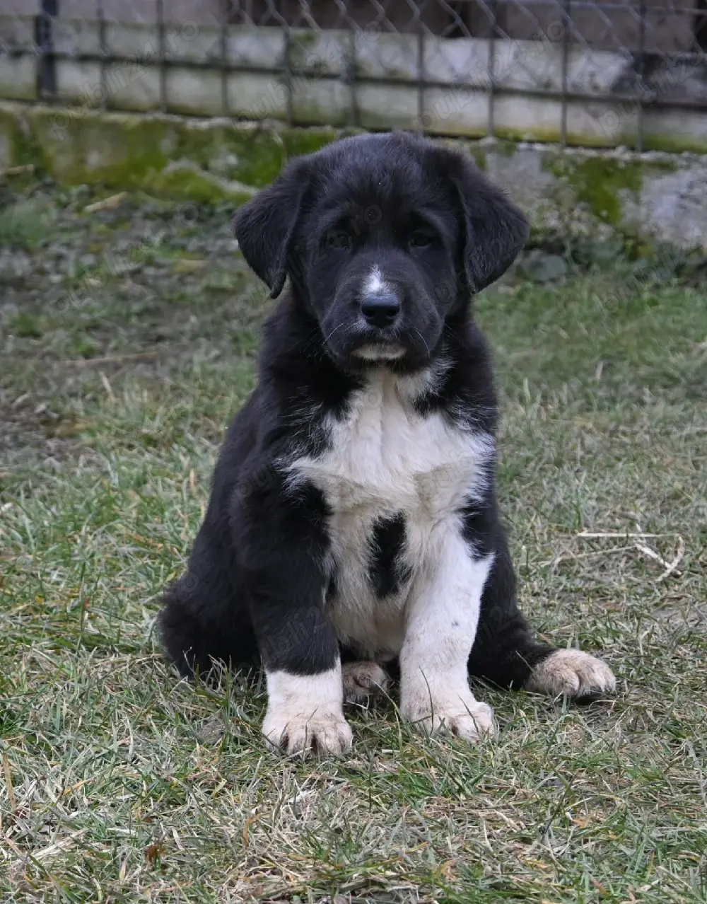 Ciobsnesc de Asia Centrala 