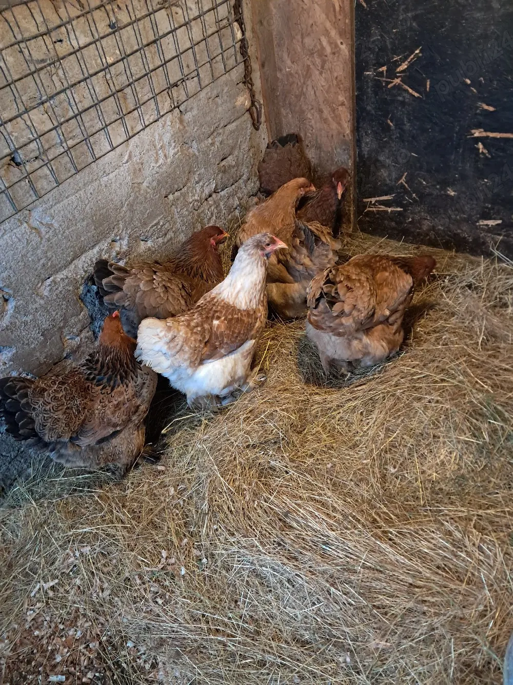 Puicute brahma tineret 