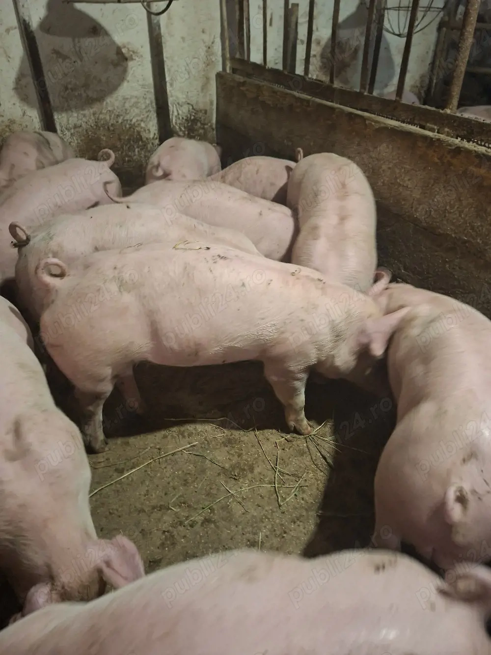 Vand purcei detalii la telefon