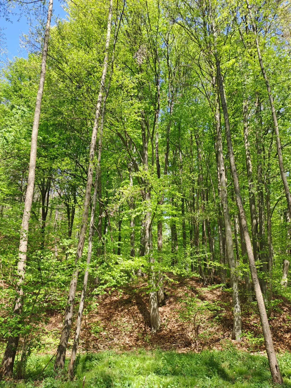 Padure de vanzare 5ha 35.000EUR