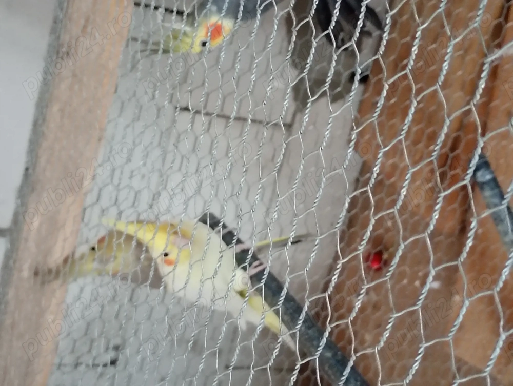 Ninfă femela de vanzare