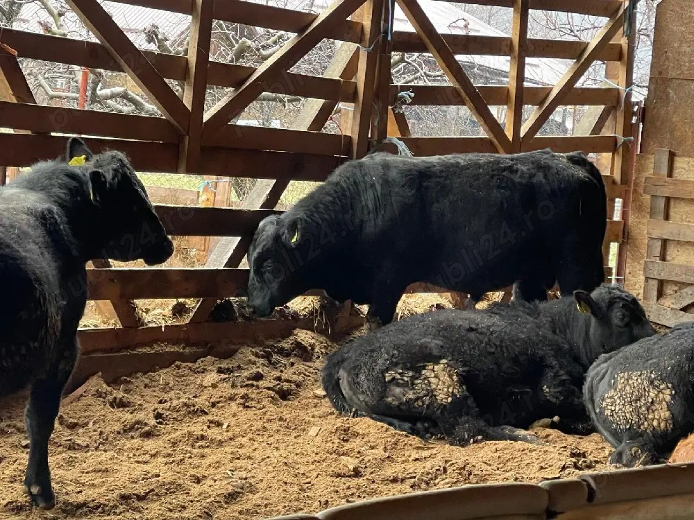 Vand vaci masculi si femele