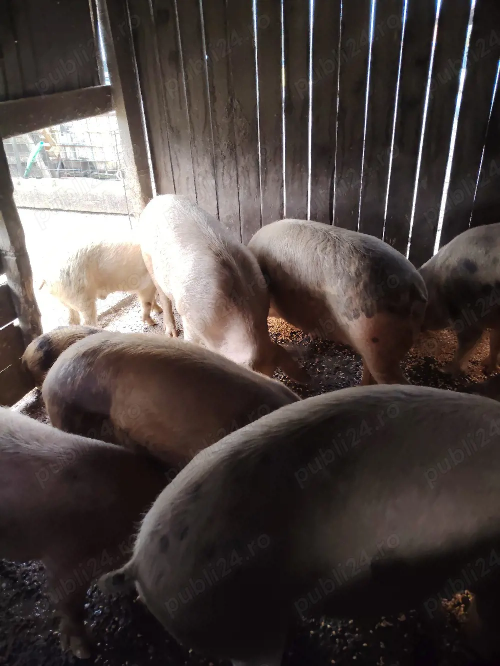 Vând porci crescuți natural 