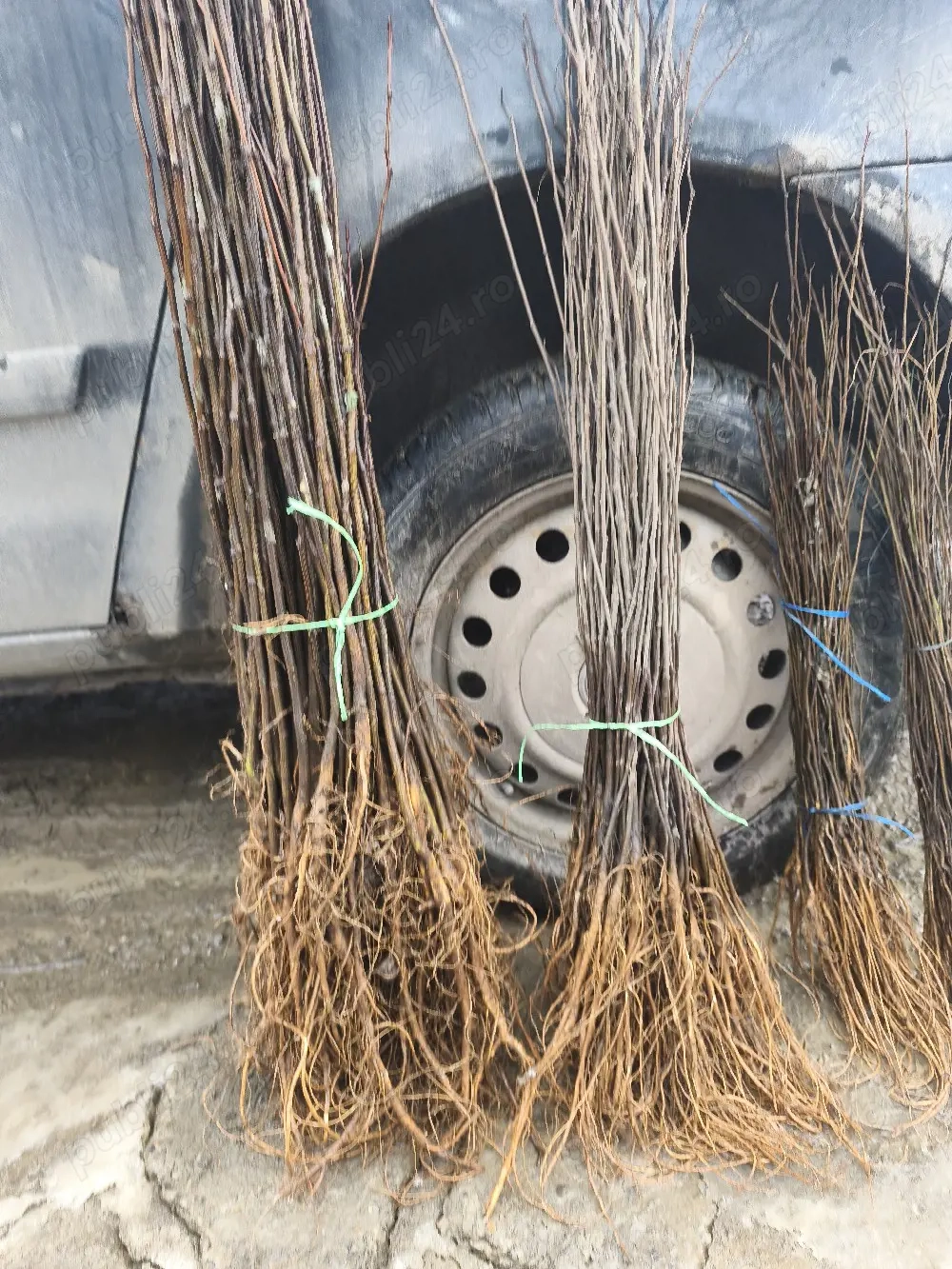 puieții salcâm la preț mic 60 bani   