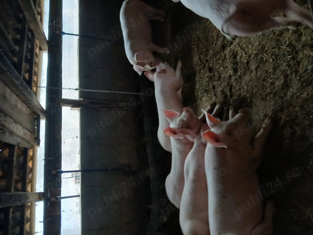 Grăsuni de vânzare 