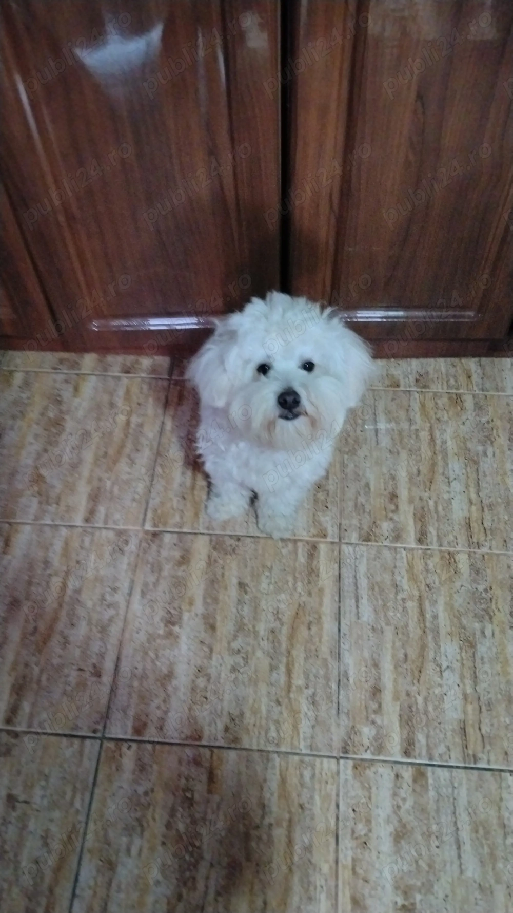 Bichon maltez de vanzare