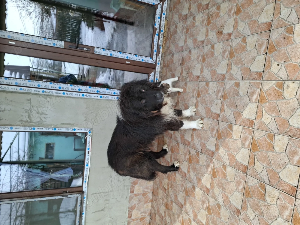 Vand caine ciobanesc mioritic