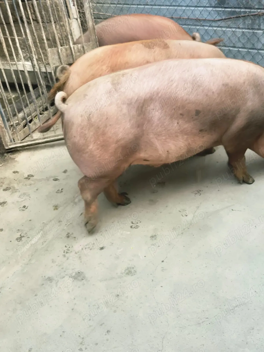 Vând 3 porci rasă de carne cine este interesat poate să mă sune la nr de telefon  