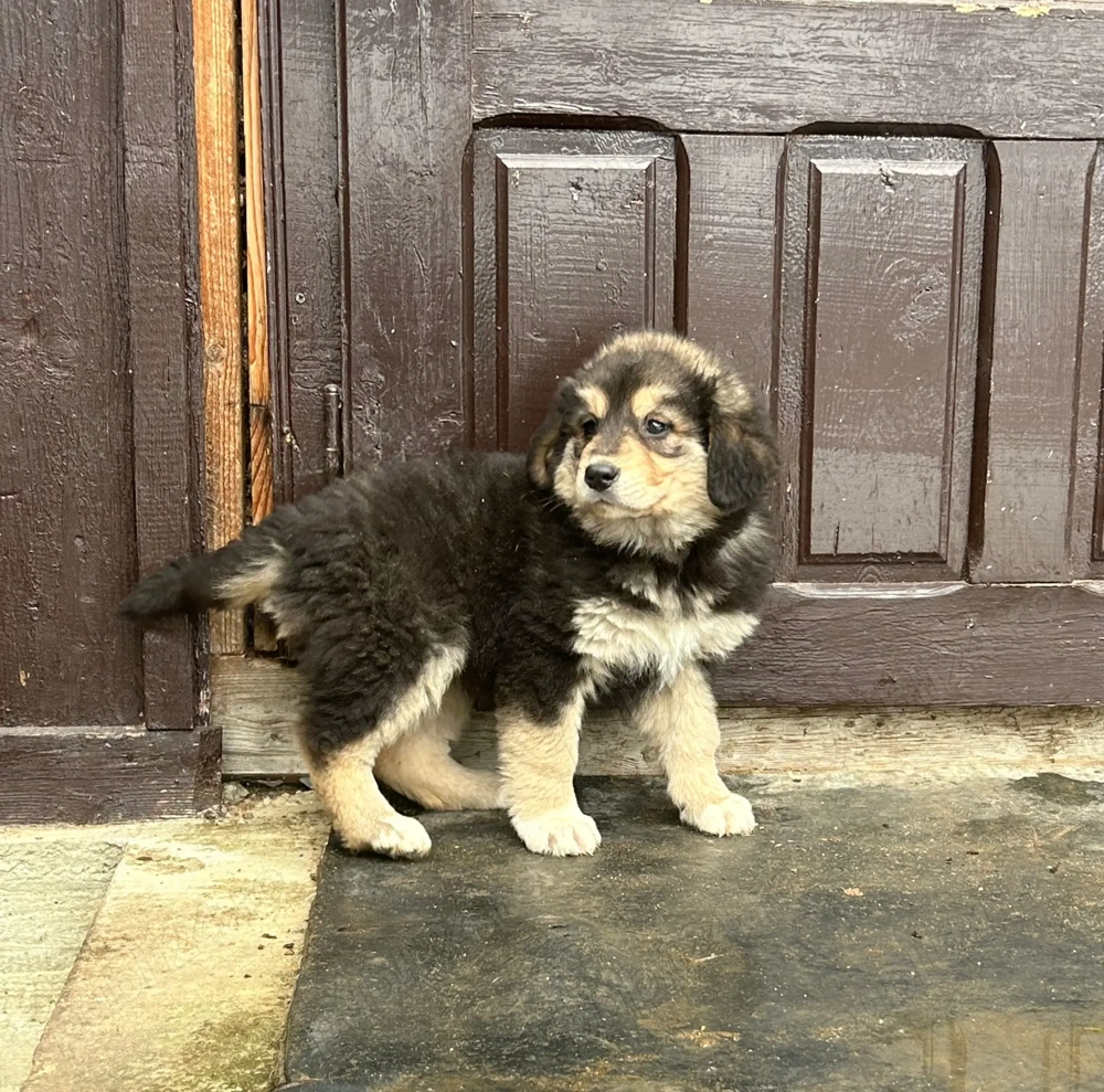 Femela ciobanesc carpatin 