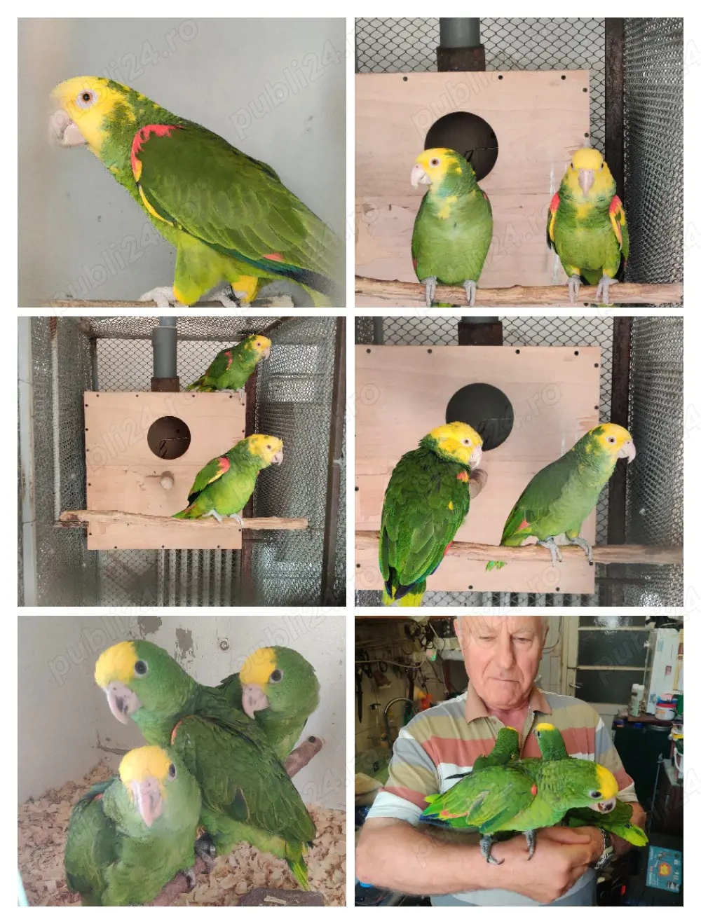 Papagali Oratrix Magna