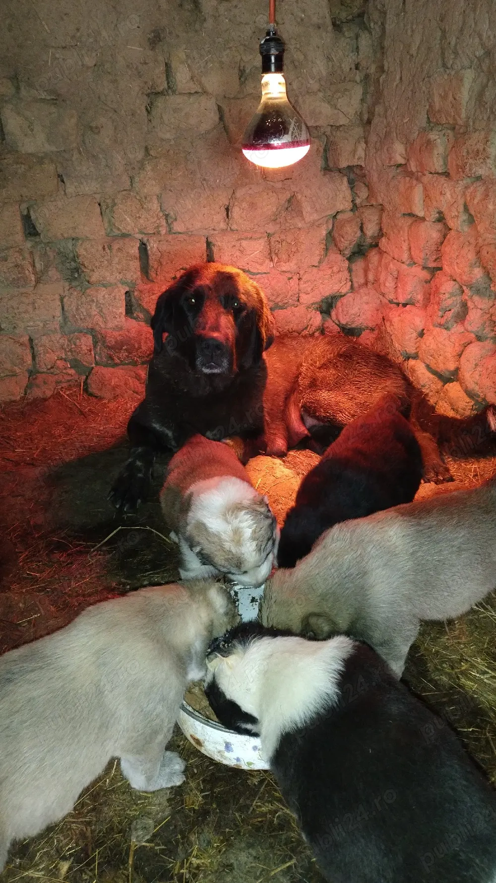 femelă Ciobanesc de Asia Centrala 