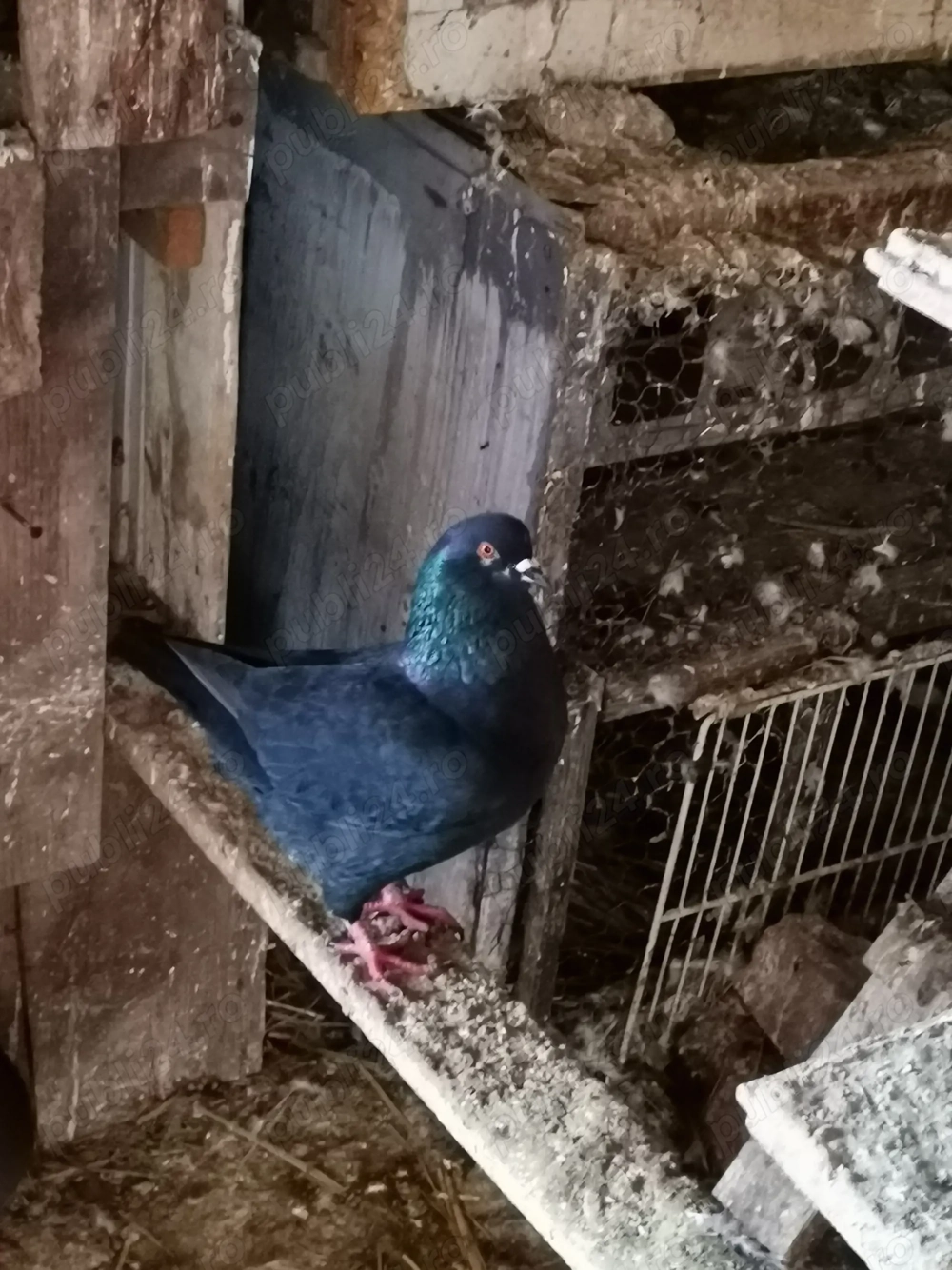 Vând porumbei kingi