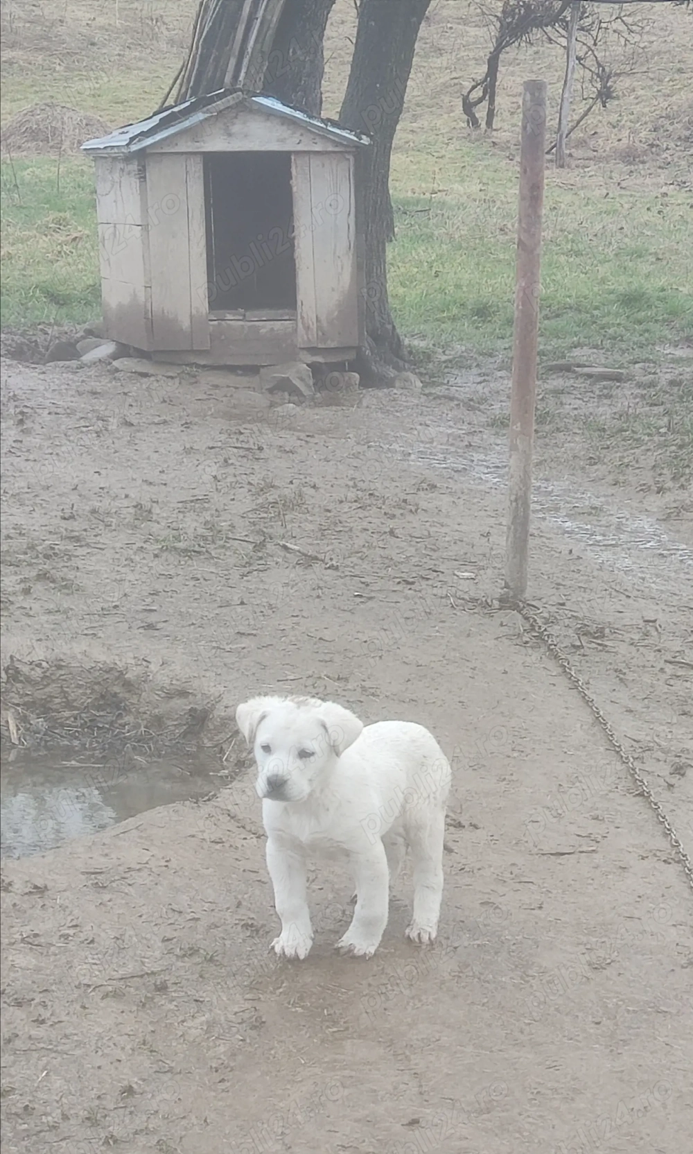 Femelă ciobănesc carpatin