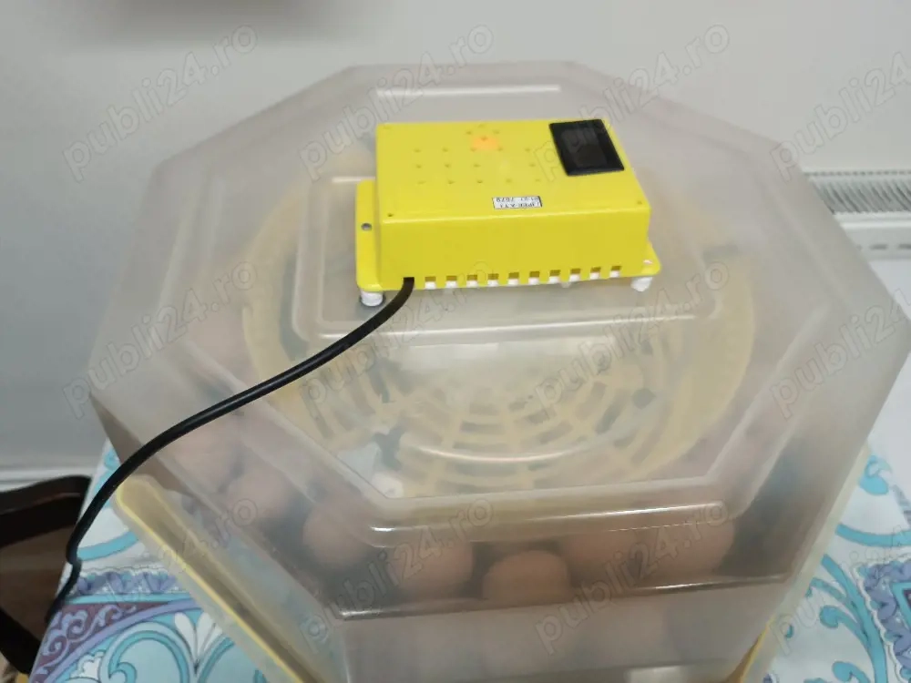 Ouă de incubat, rasa australorp 