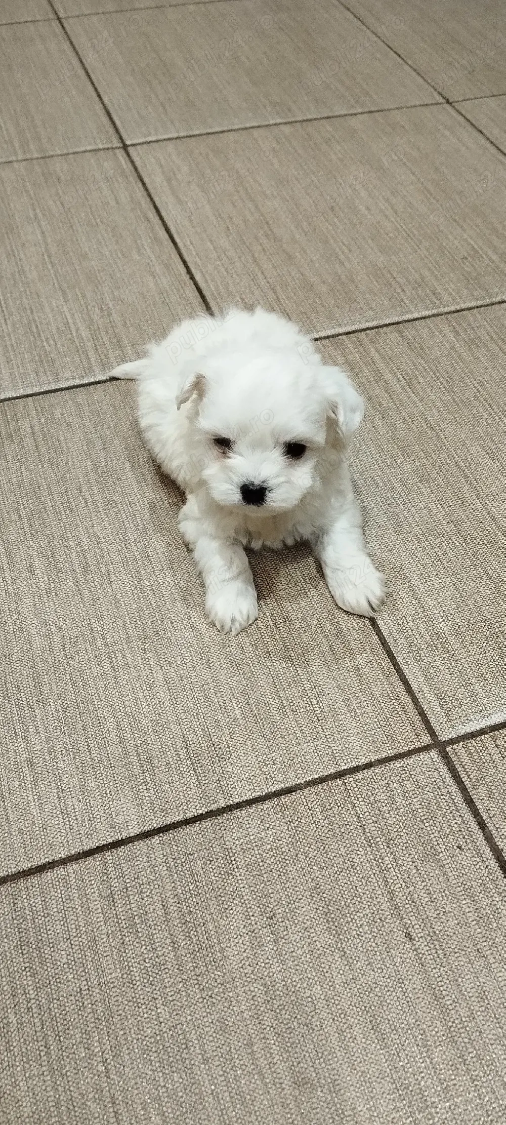 bichon maltese mini toy 