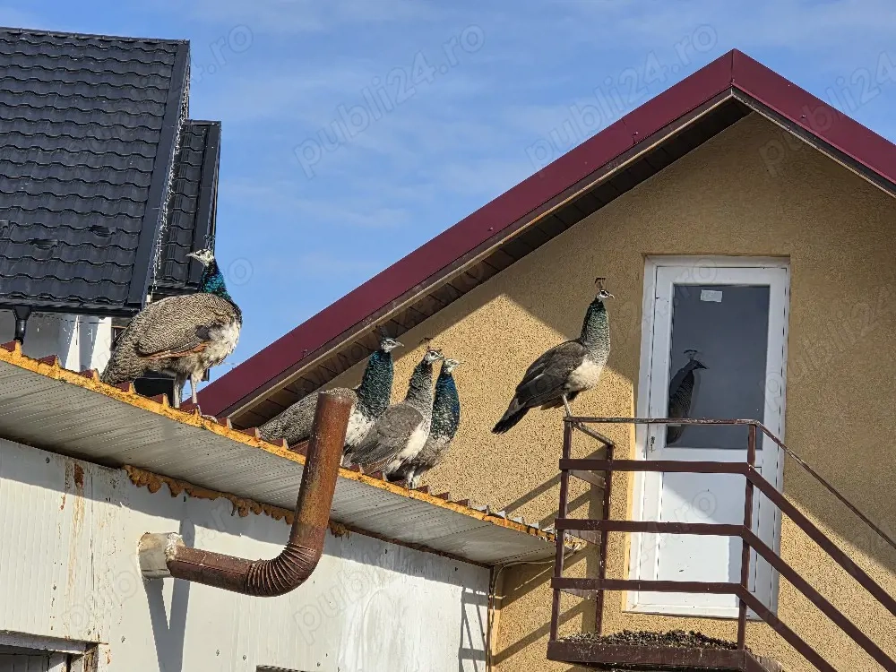 Vind Pauni tiner 2025