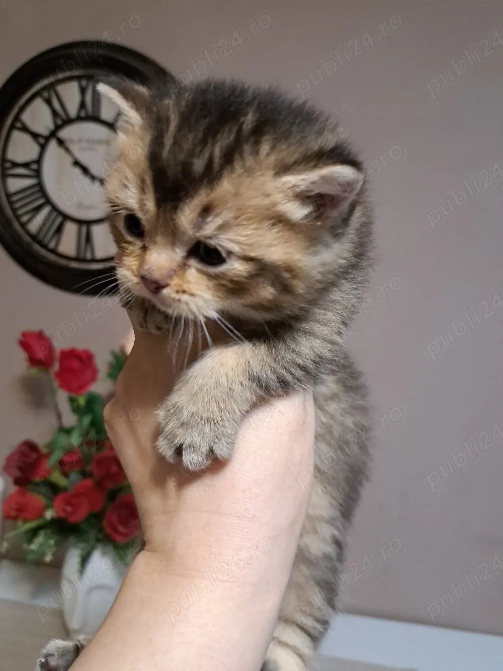 British shorthair chinchila golden 