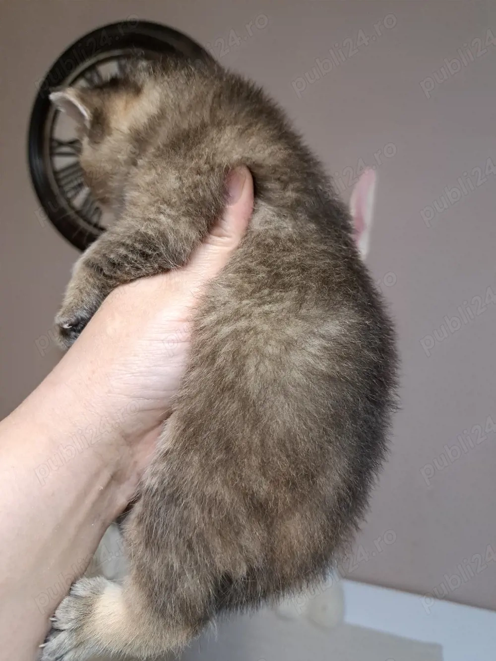 British shorthair chinchila golden 