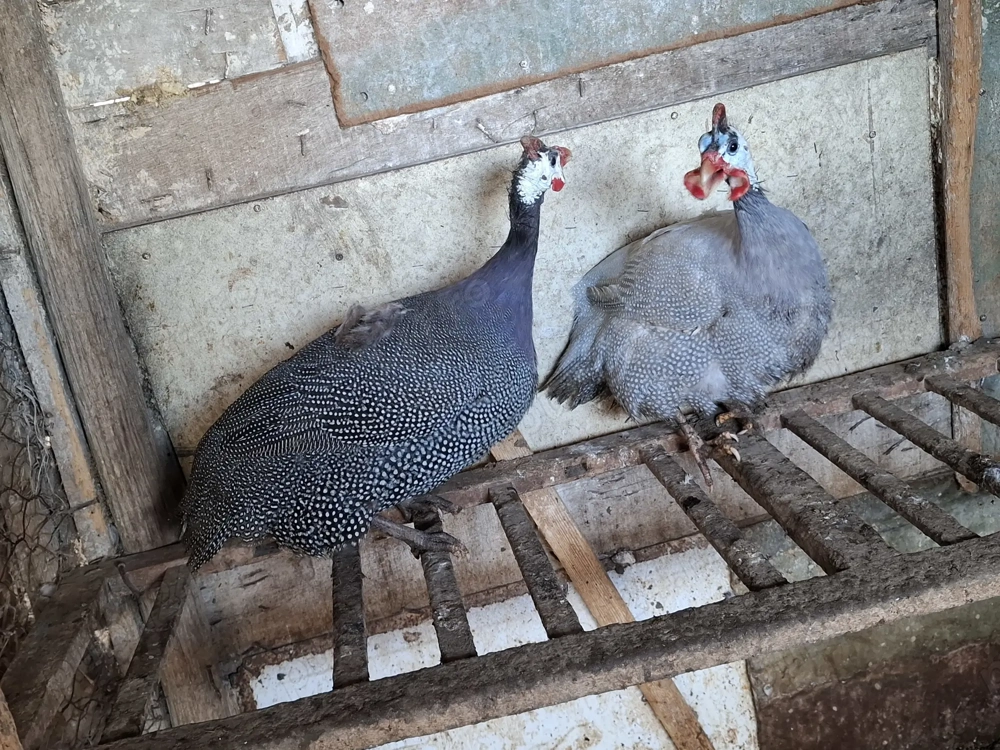 De vânzare bibilici 