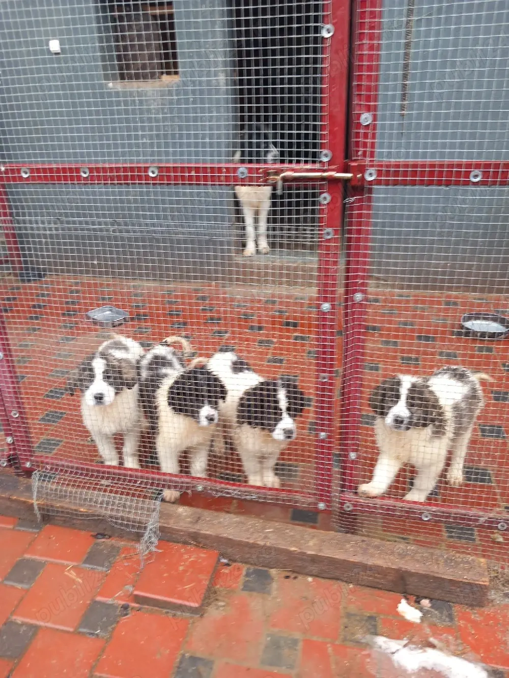 Ciobanesc de bucovina 