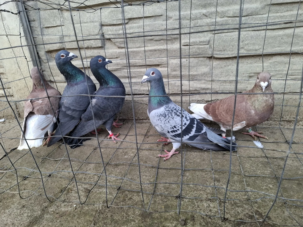 Vand porumbei voiajori 