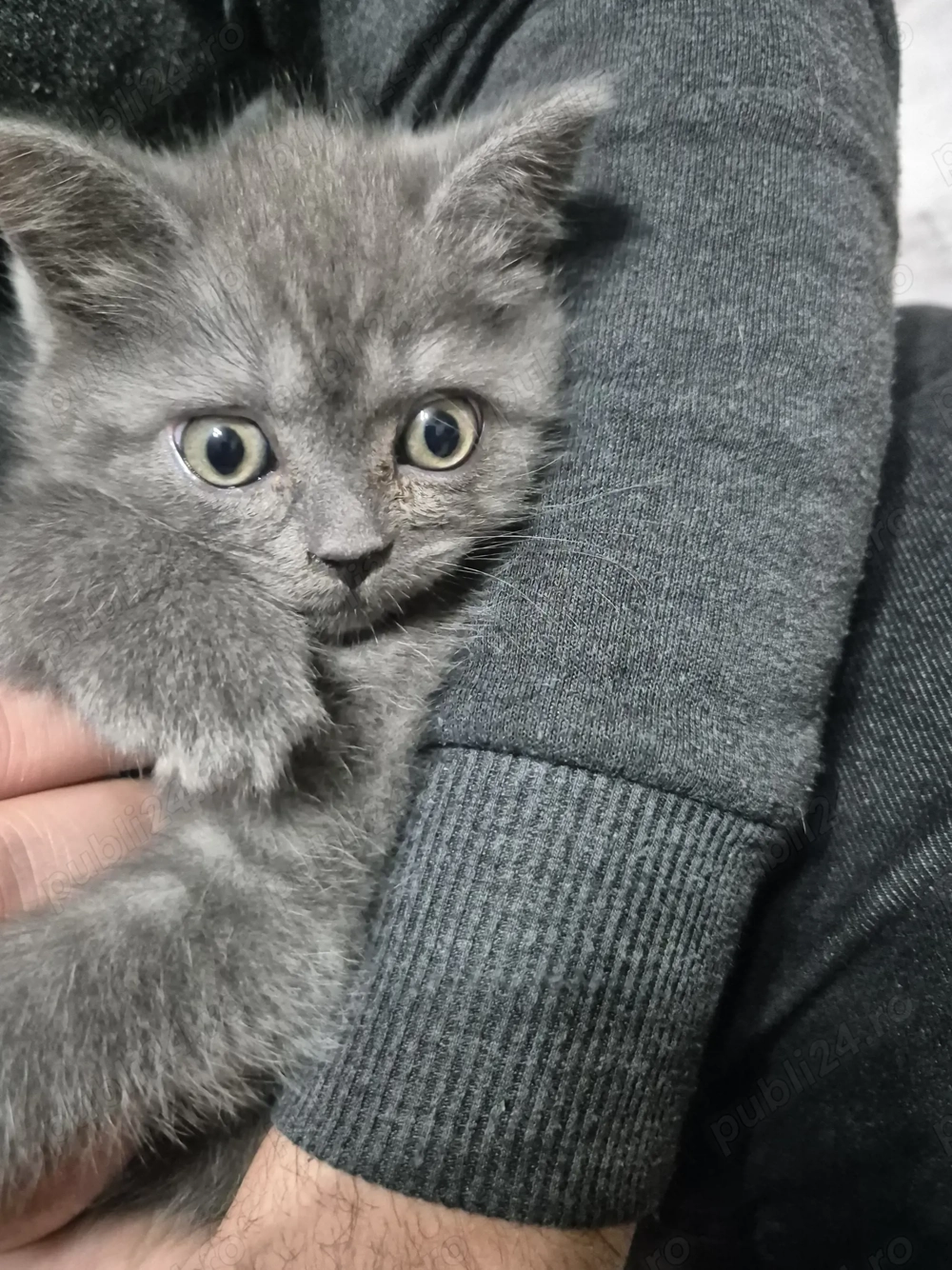 Pui British Shorthair