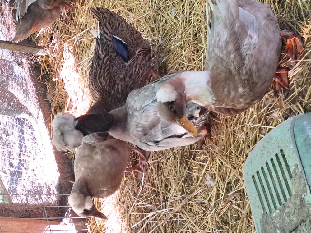 Rațe moțate toate culorile