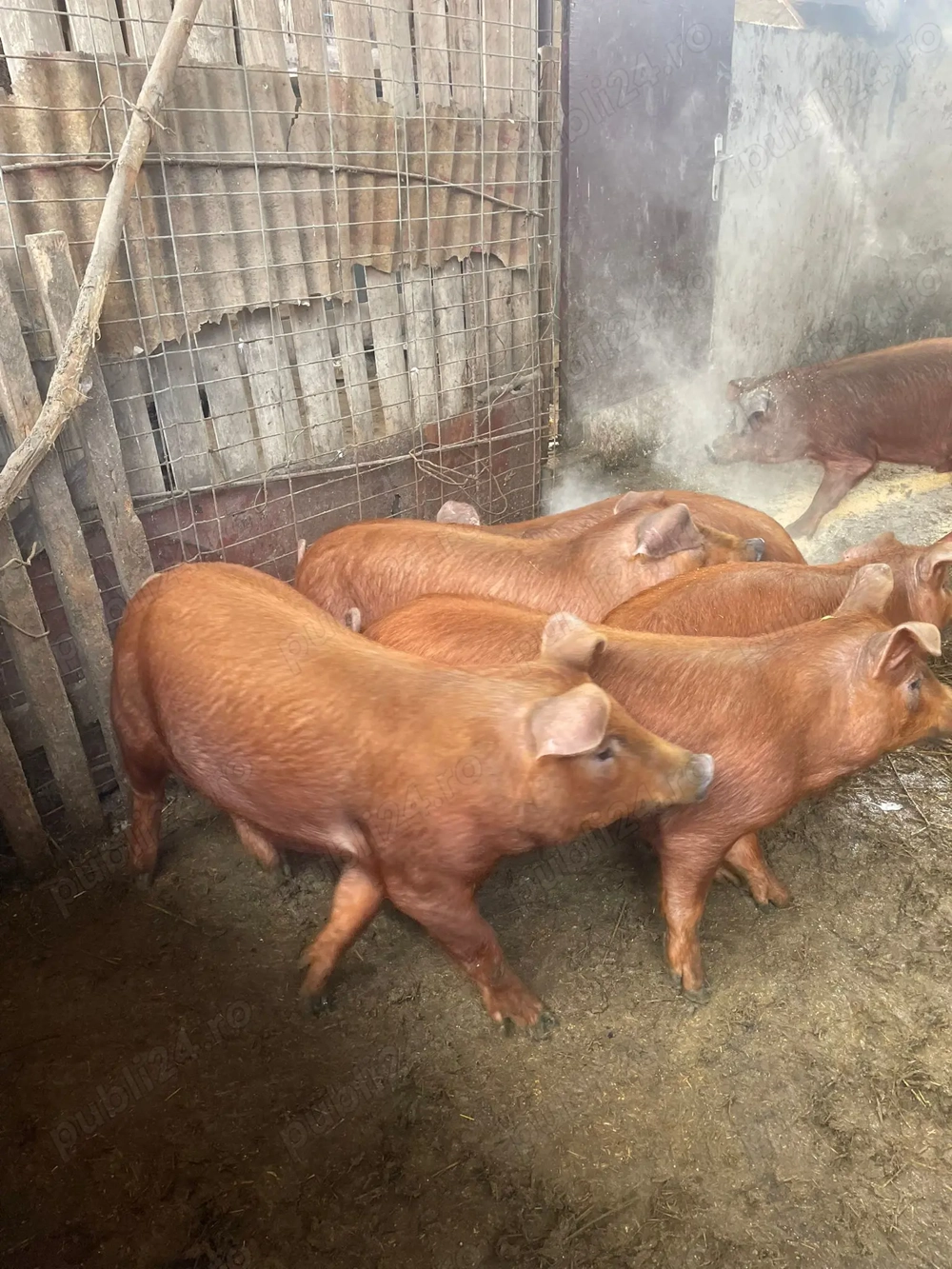 Vând purcei 4 luni și scroafa aprox 200 kg Duroc curat 